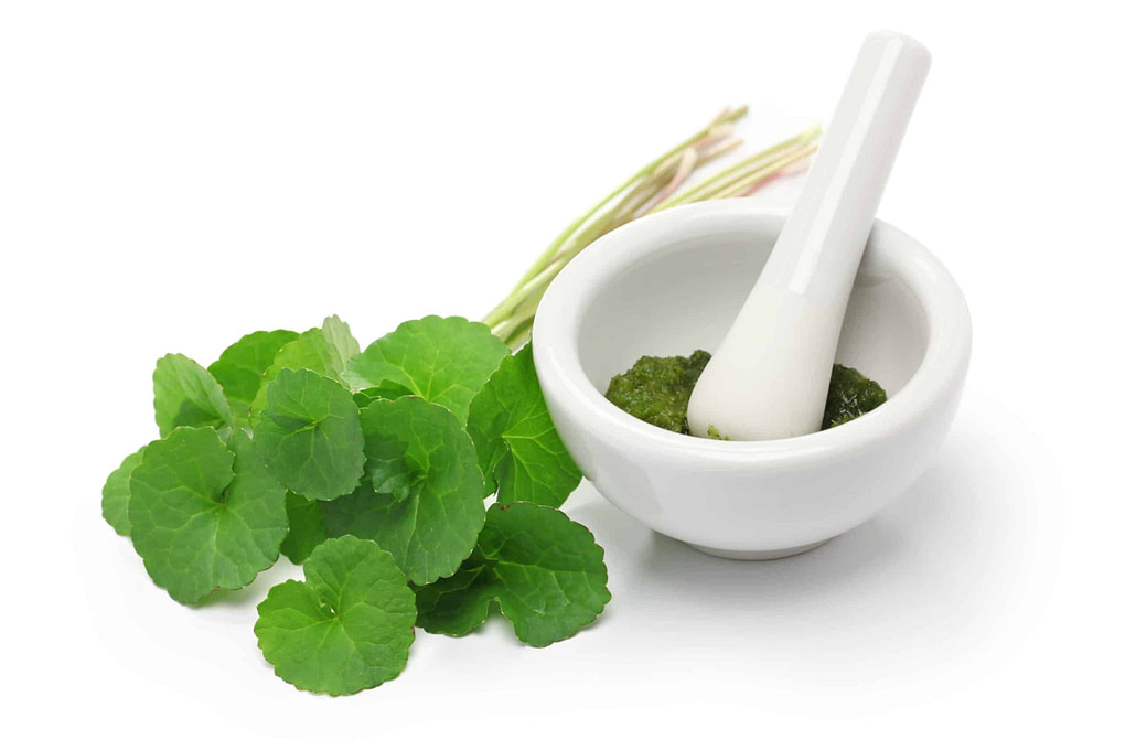 gotu kola, asiatic pennywort, centella asiatica, green lotus hemp cbd