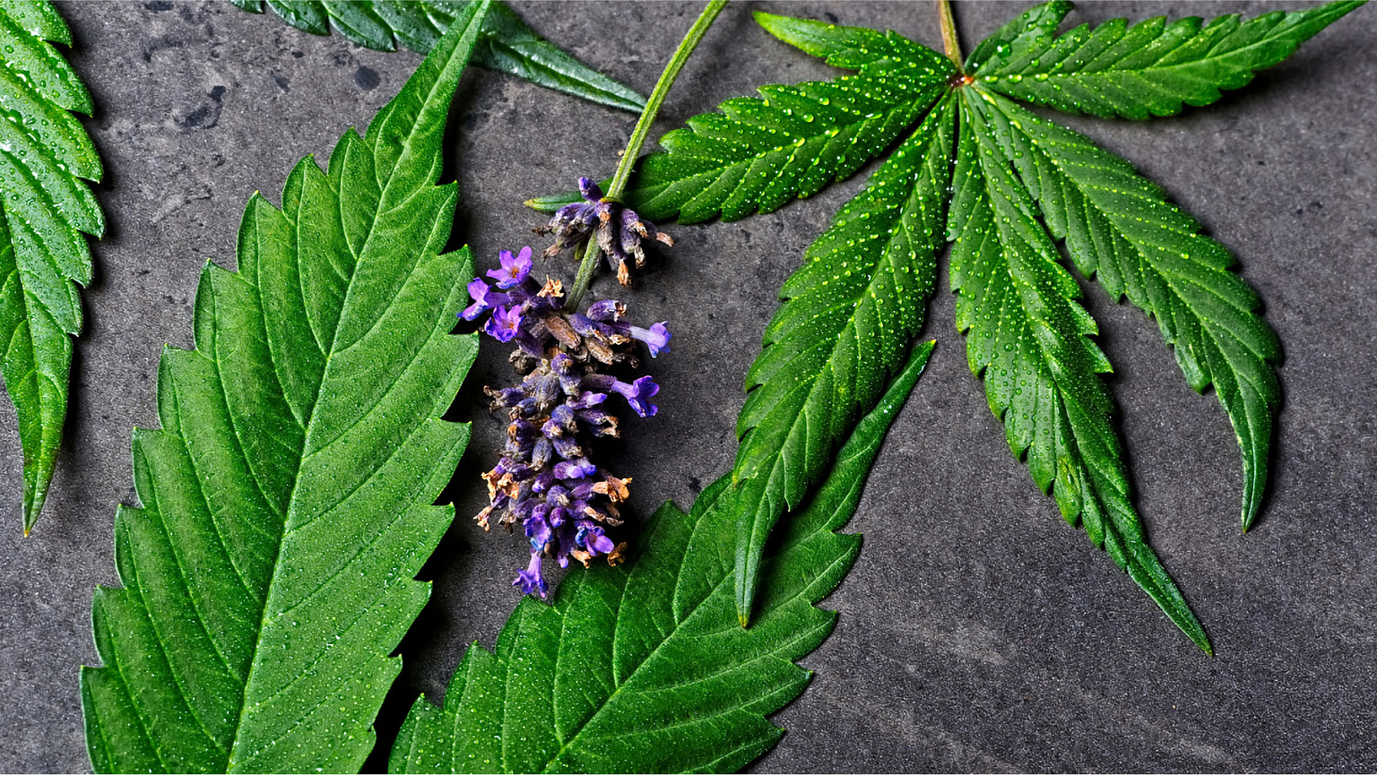 Linalool 101 This Underrated Terpene May Change Your Life