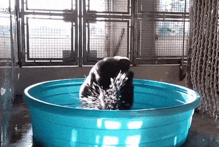 Dancing Gorilla
